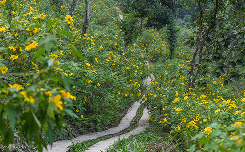 Một góc đồi hoa dã quỳ ở khu vực coste 400, nằm cách rừng thông khoảng 200 m. Đồi dã quỳ tại đây có diện tích hơn 10 ha, là điểm tham quan chính của khu du lịch. Du khách có thể đi theo những đường mòn đi bộ có tổng chiều dài khoảng 3 km để nhìn ngắm toàn bộ khu rừng trong mùa hoa